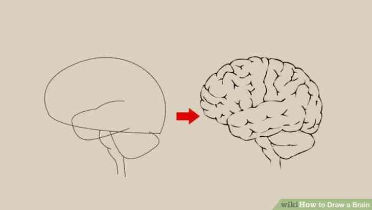 Image intitulée Dessiner un Cerveau Étape 15 aperçu